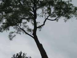 bomen rooien en Chaam en Riel